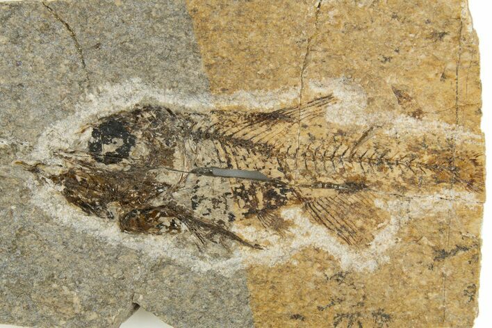 Oligocene Fossil Deep-Sea Hatchetfish (Polyipnus) - Poland #320592